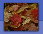 Photo of fall leaves